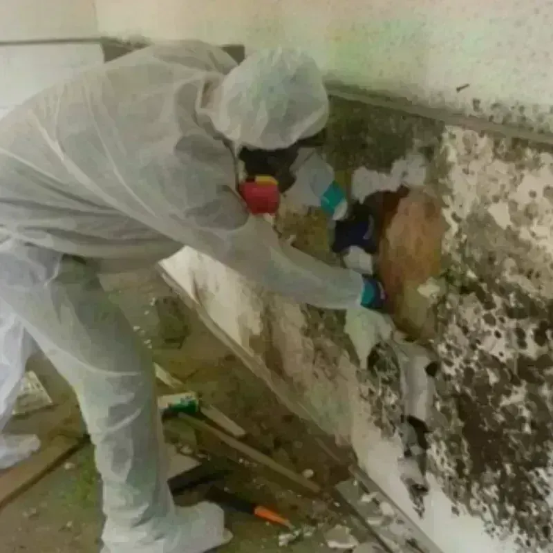 Mold Remediation and Removal in Grainger County, TN